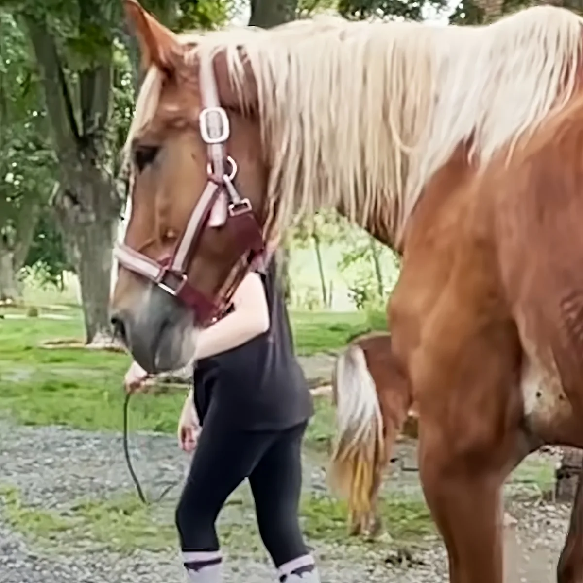 A person in riding attire walks alongside a light brown horse with a white mane, both on a gravel path in a grassy area.