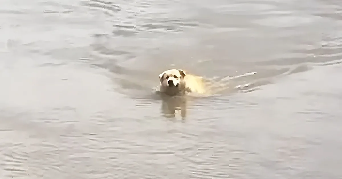 A dog is swimming in a body of water, creating ripples around it.