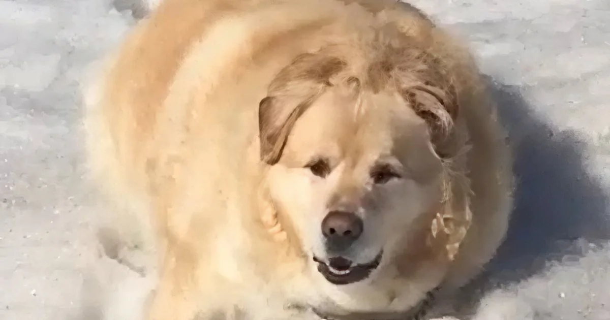 Golden Retriever Loses 100 Pounds in Incredible Weight Loss Transformation