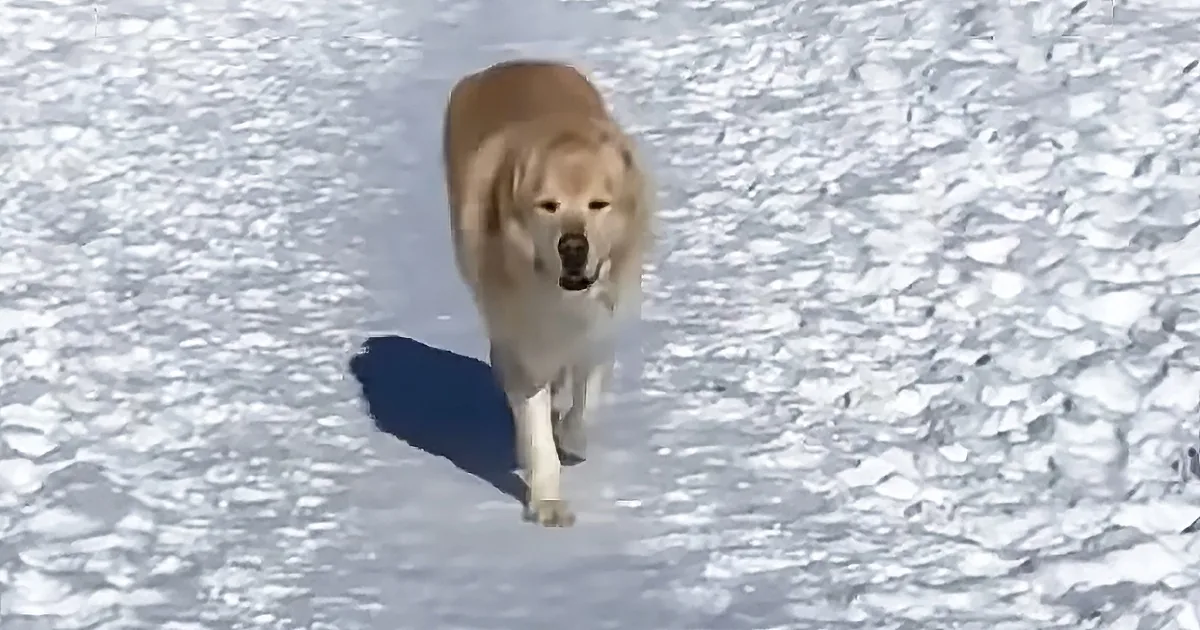 A golden retriever walks confidently on a snowy surface, casting a shadow.