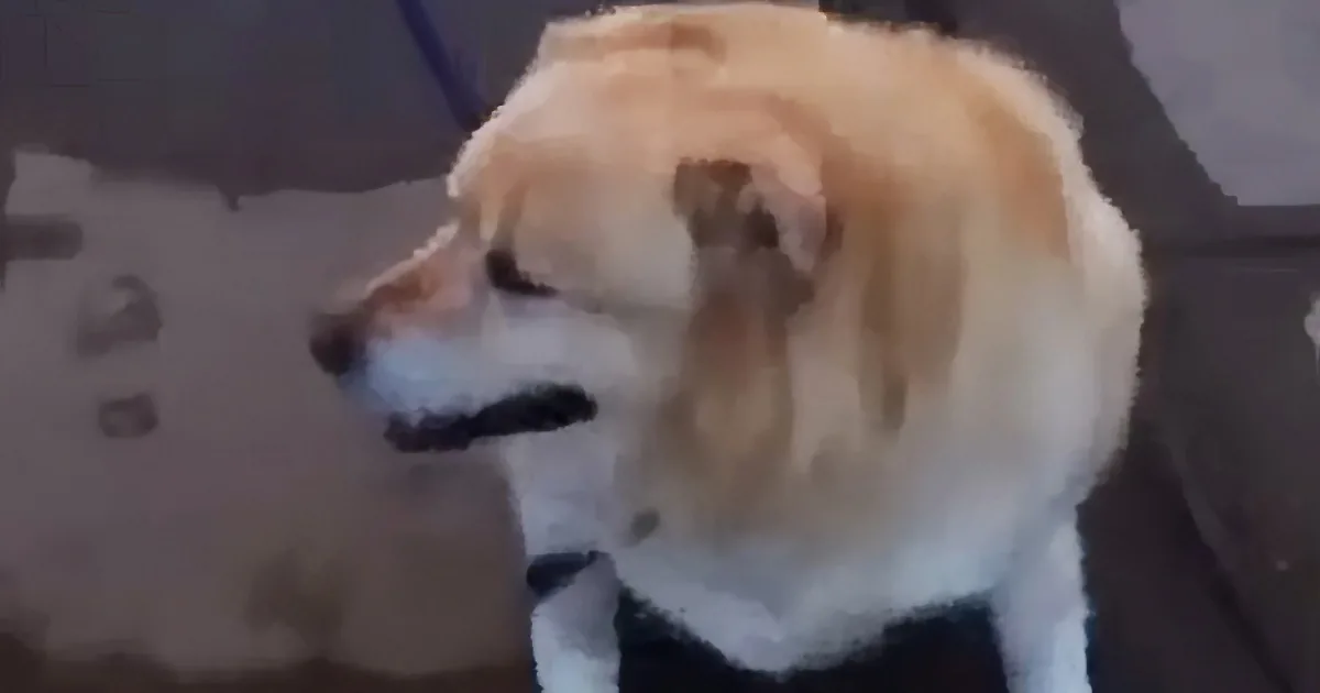 A light brown and white dog wearing a black collar is looking to the left.
