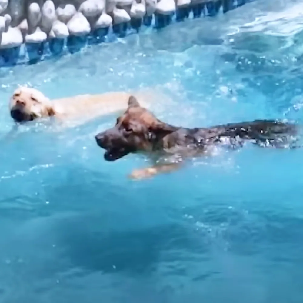 B1 German Shepherd and Labrador