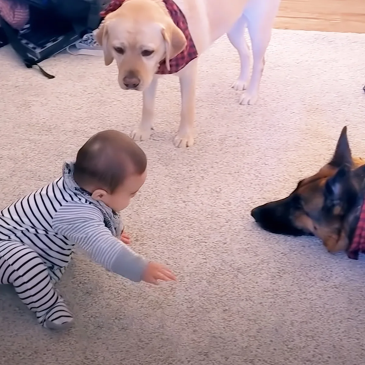 B1 German Shepherd and Labrador playing with baby