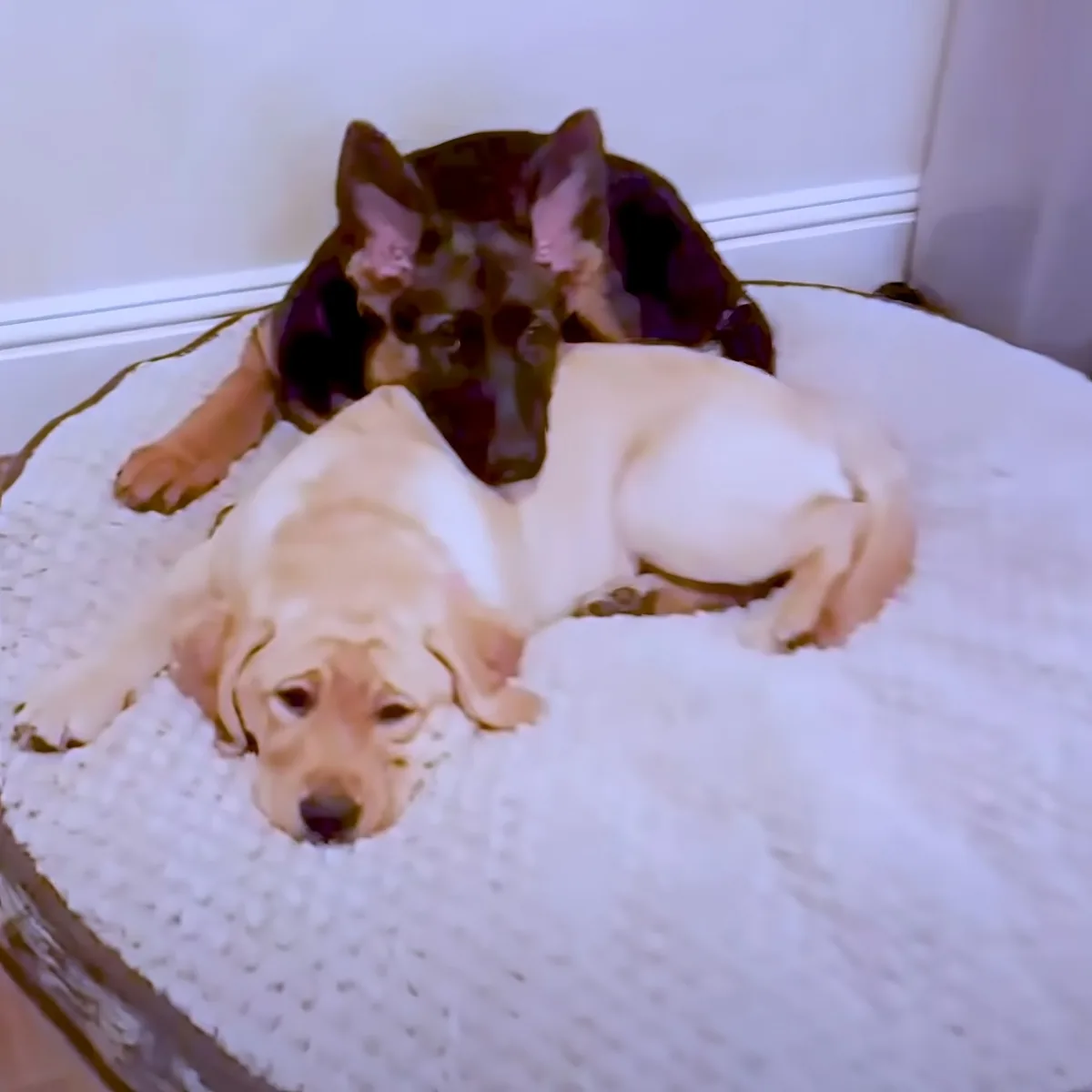 B1 German Shepherd and Labrador
