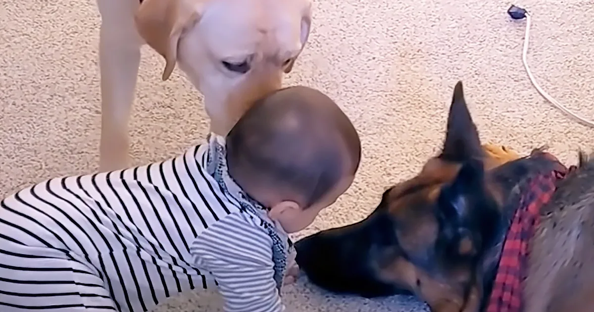 German Shepherd and Labrador Become Newborn Baby''s Closest Friends
