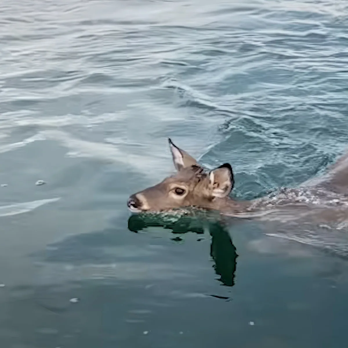 A deer swims in calm water, its head and part of its body visible above the surface.
