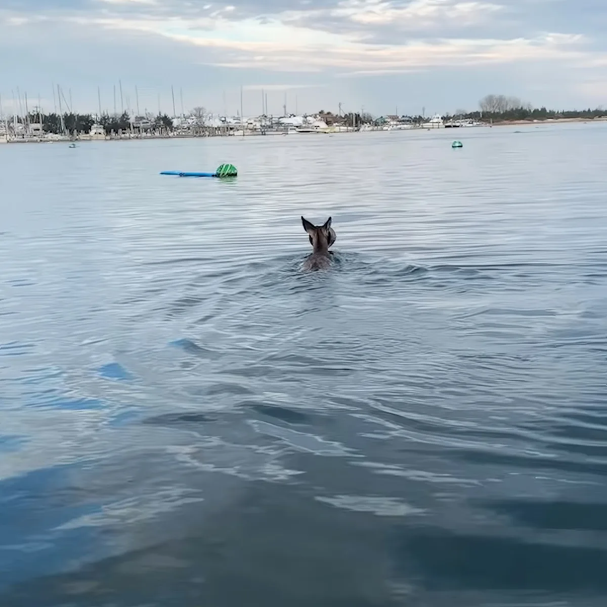 Deer trapped in a bucket