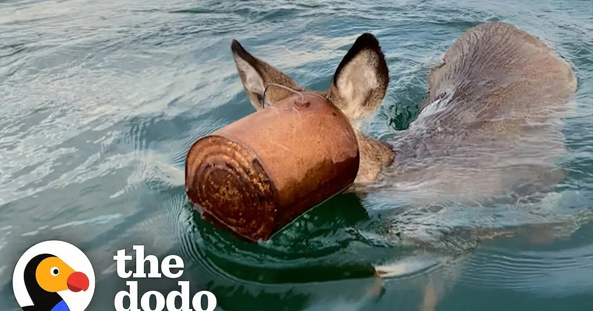 Man Braves Icy Water to Help Deer Trapped in a Bucket