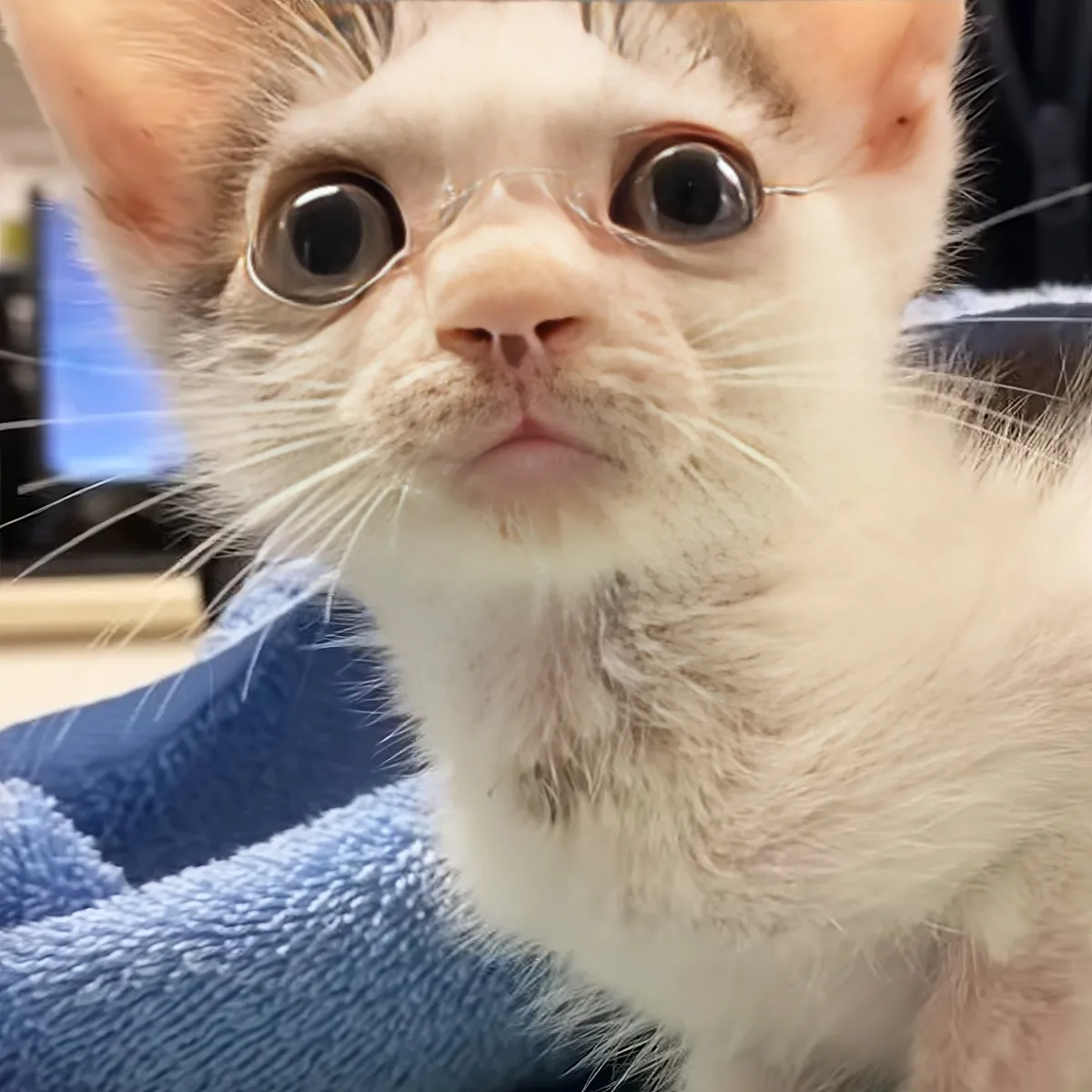 A close-up of a fluffy white kitten with large, expressive eyes and a curious expression.
