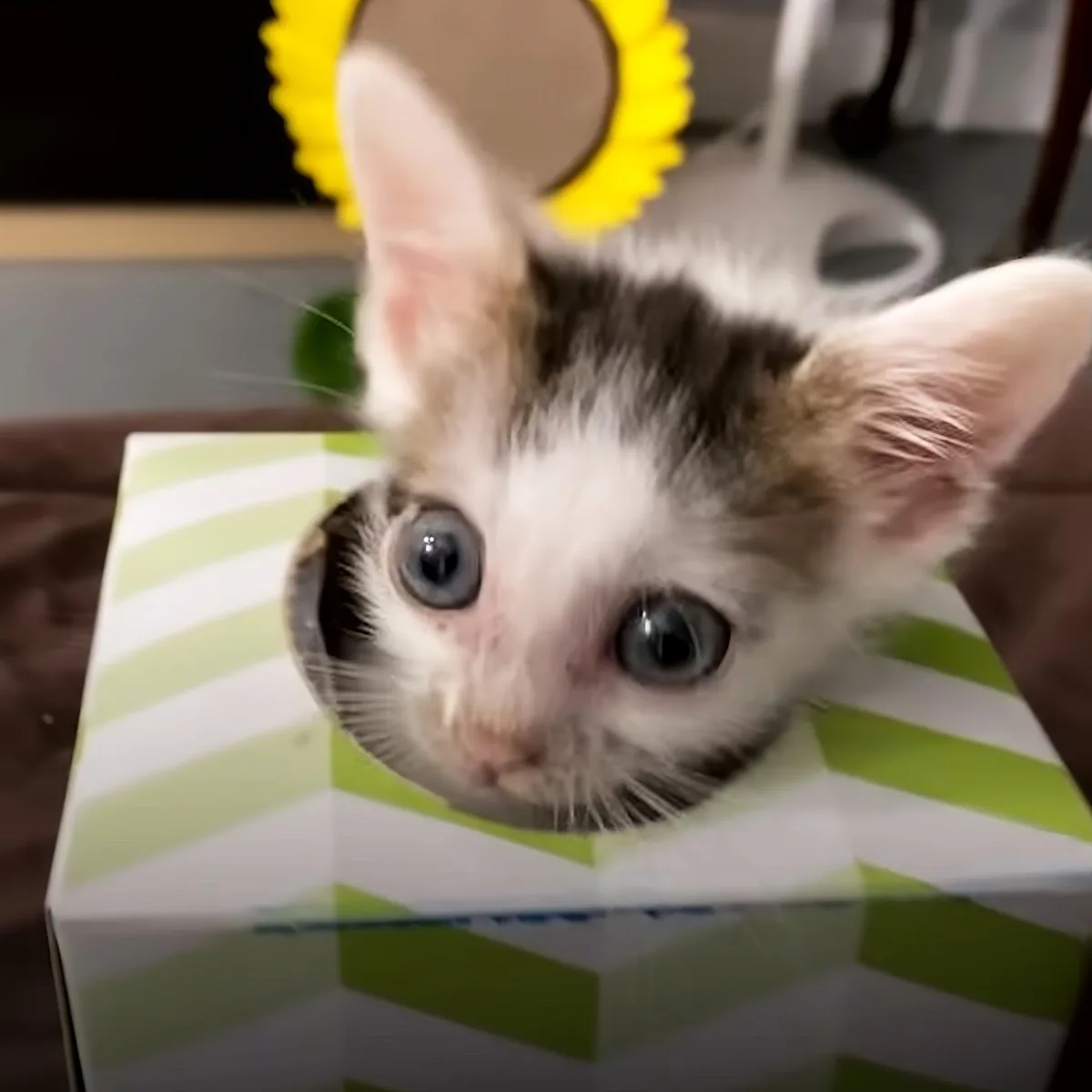 A curious kitten with large eyes and a yellow collar is peeking out from a green and white striped box.