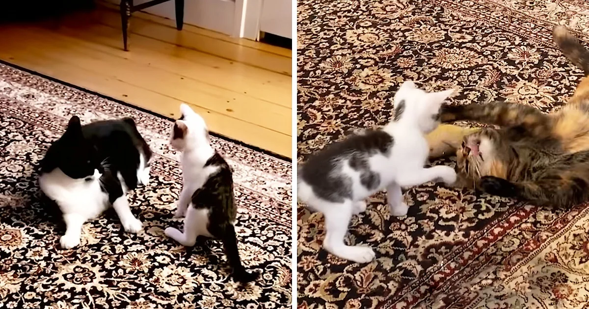Fearless Half-Pound Kitten Loves Wrestling With Bigger Siblings