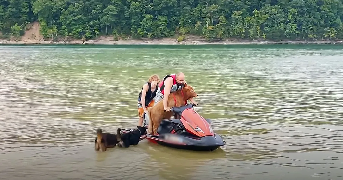 Baby cow on jetski