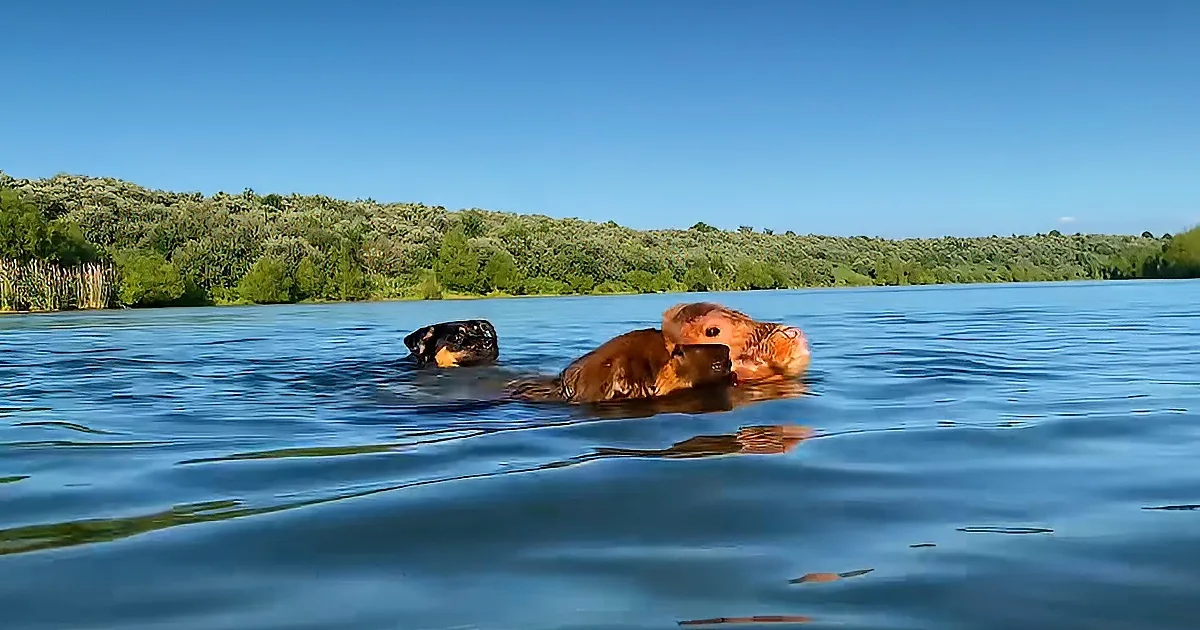 Cow and dogs swimming