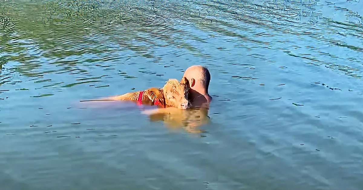 A man and a dog, both partially submerged, swim together in calm water.