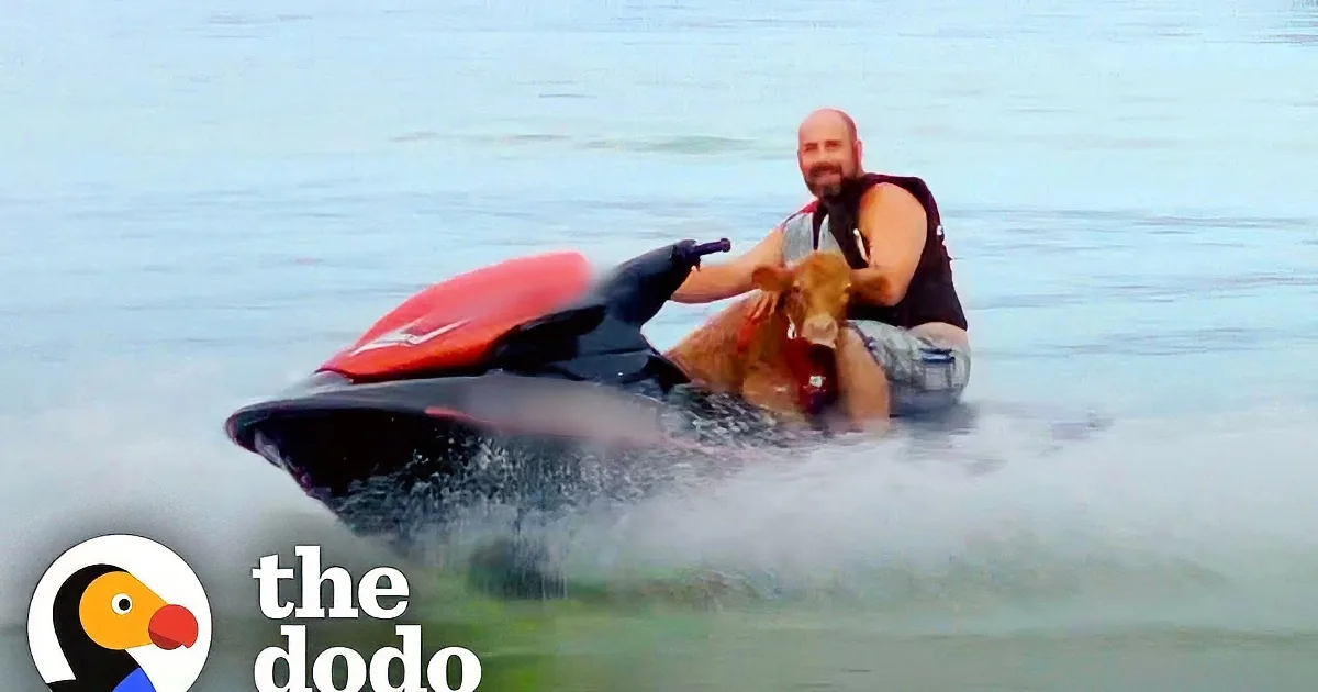 A man rides a jet ski with a calf on his lap, creating a splash in the water.