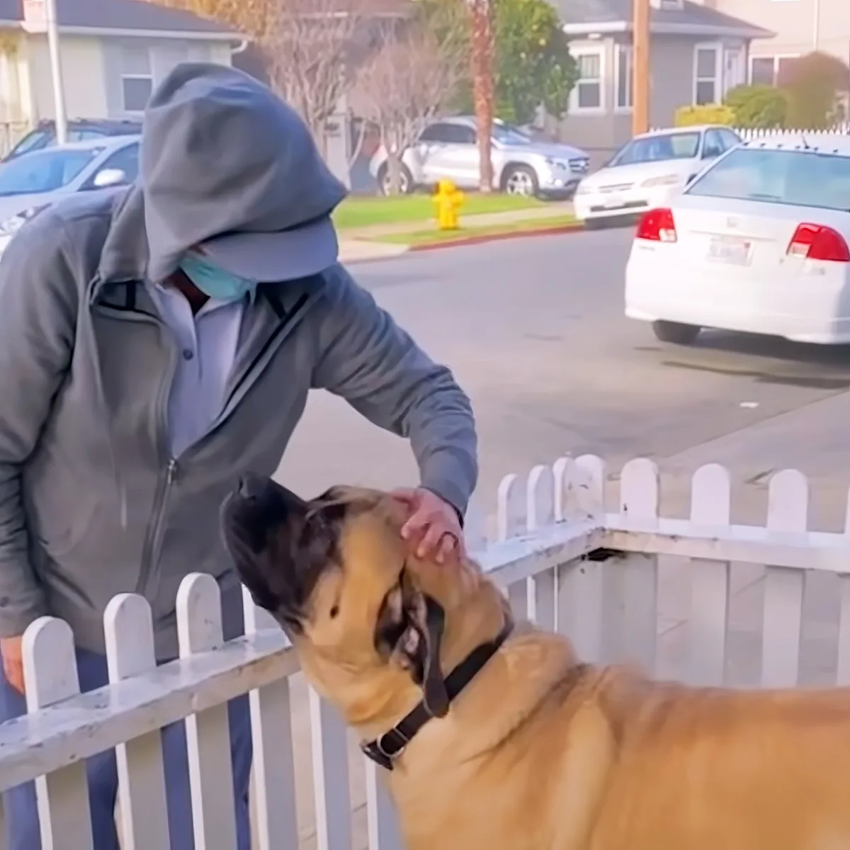 Dog greet his favorite mailwoman