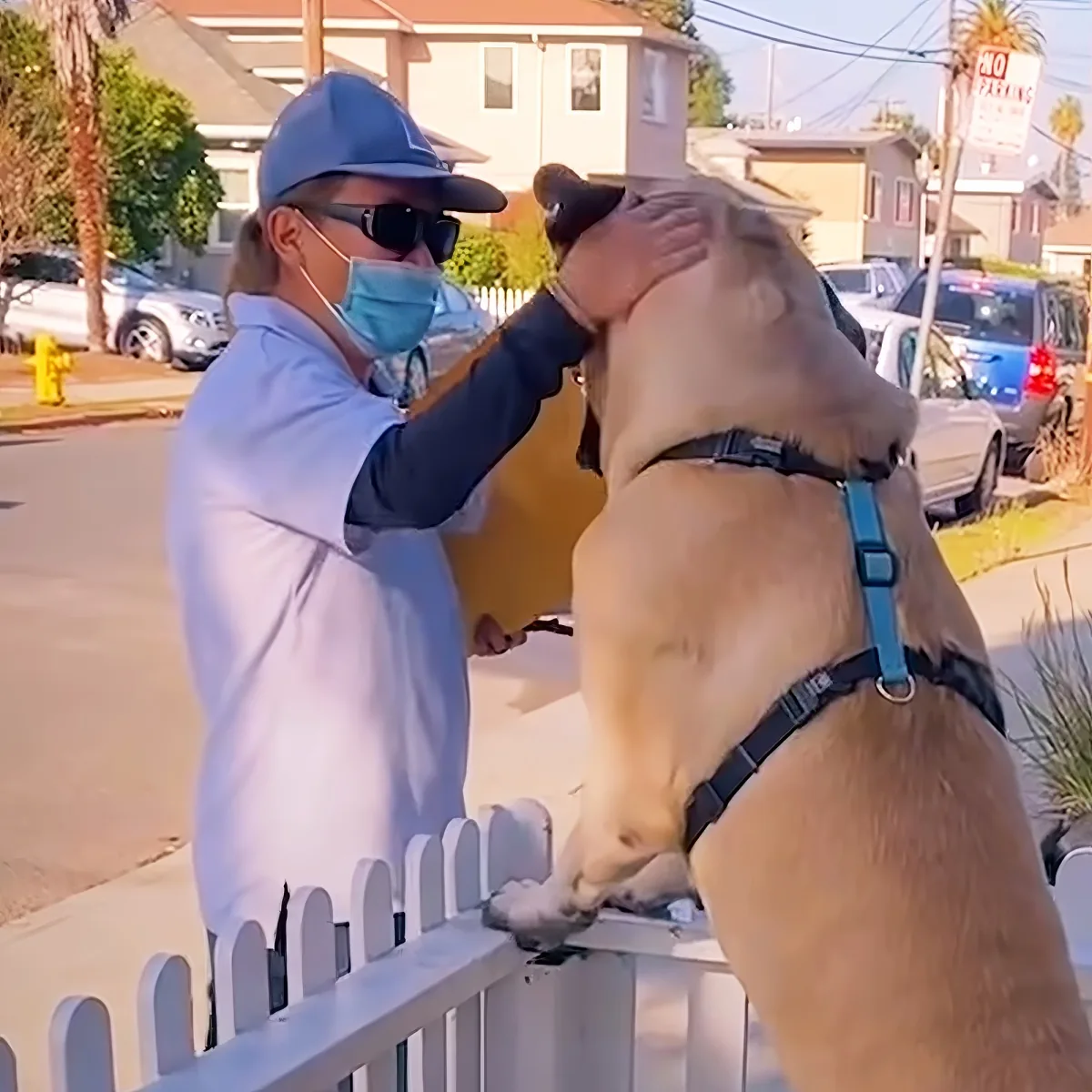 Dog greet his favorite mailwoman