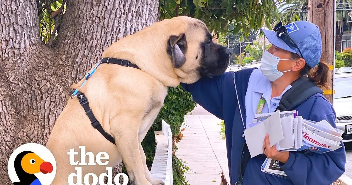 Giant Dog Waits by the Gate Everyday to Greet His Favorite Mailwoman