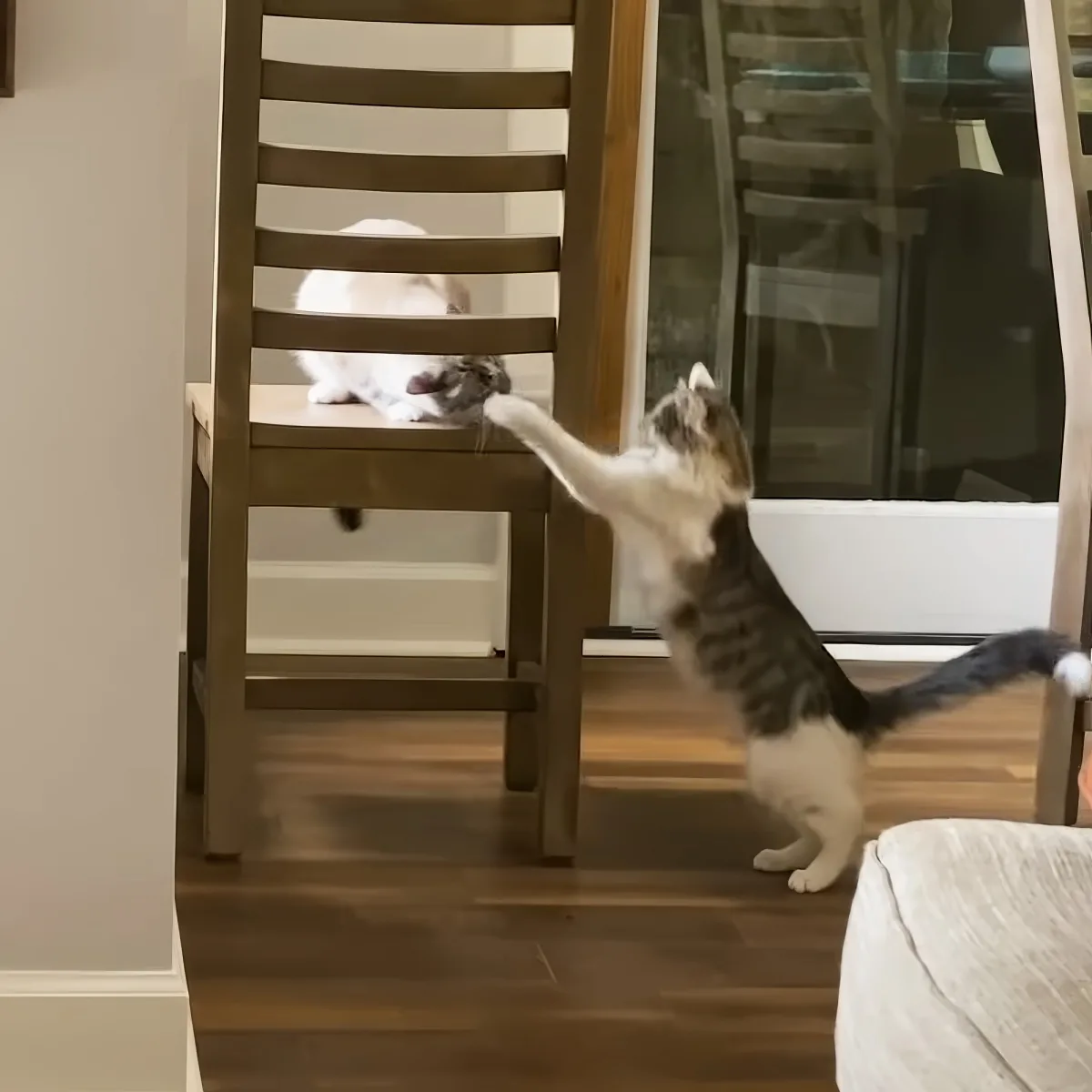 A playful kitten reaches up to a cat on a chair, both in a cozy indoor setting.