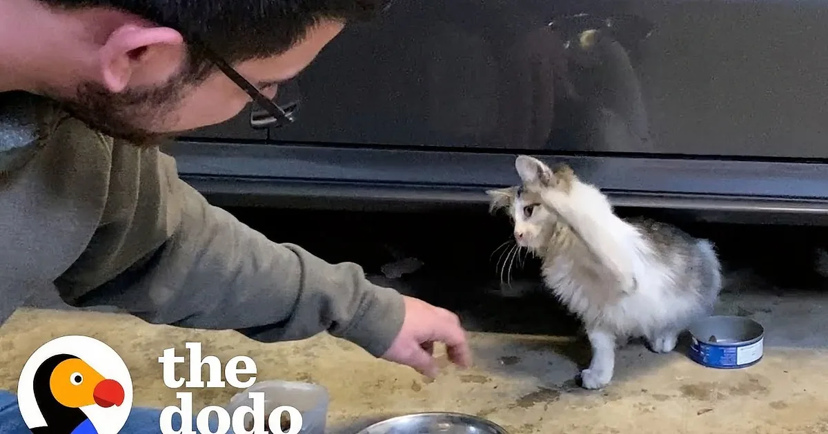 Pet Cat Has Hilarious Reaction to Newly Adopted Cat Brother