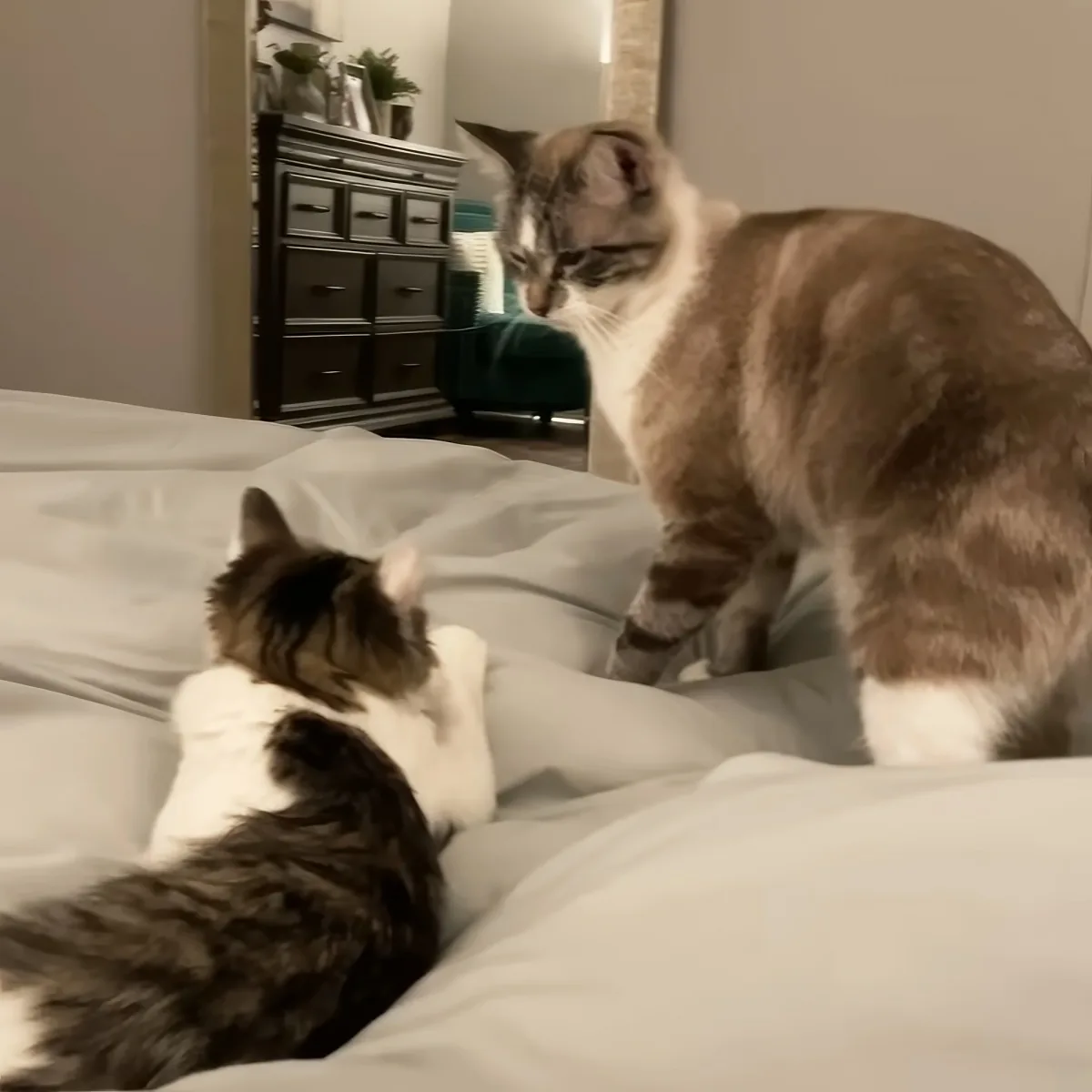 Two cats, one standing and one lying, on a bed with white sheets, facing each other.
