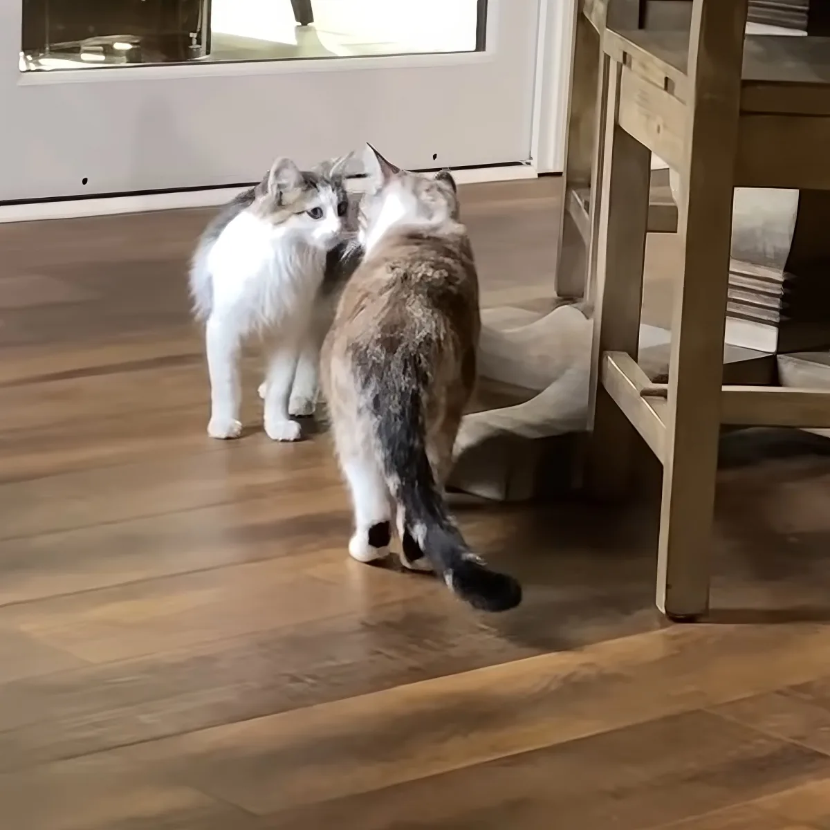 Two cats are playfully interacting on a wooden floor near a table.