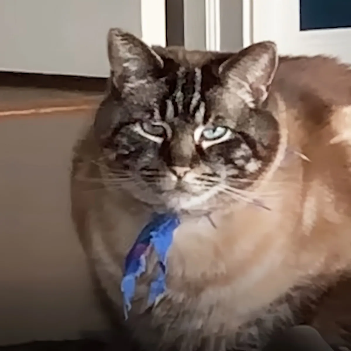 A fluffy cat with striking blue eyes and a blue collar sits indoors, looking directly at the camera.