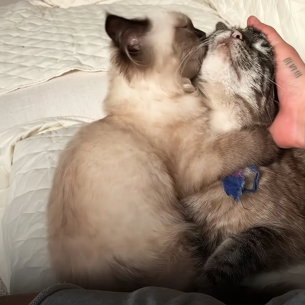A fluffy cat with a white and brown coat is being gently petted on its belly by a hand with a tattoo.