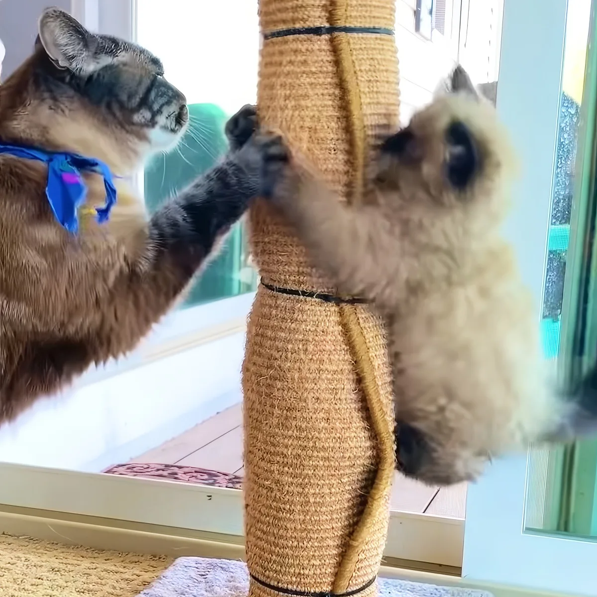Two cats, one brown and one cream, playfully interact with a scratching post indoors.