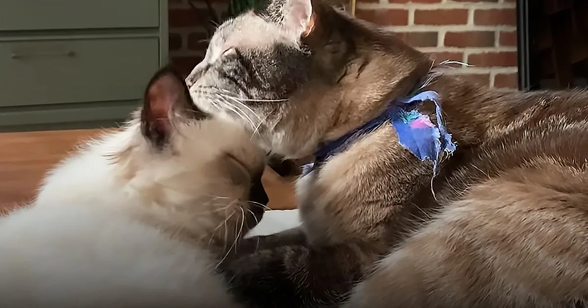 'Clingy Cat' Gets New Kitten Brother to Help With Separation Anxiety