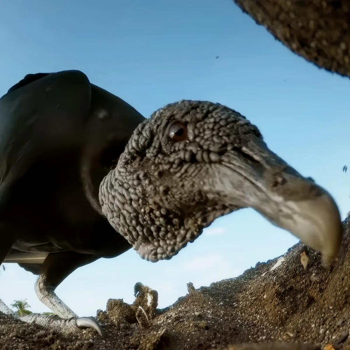 A close-up of a bird with a textured head and beak, looking down at the ground.