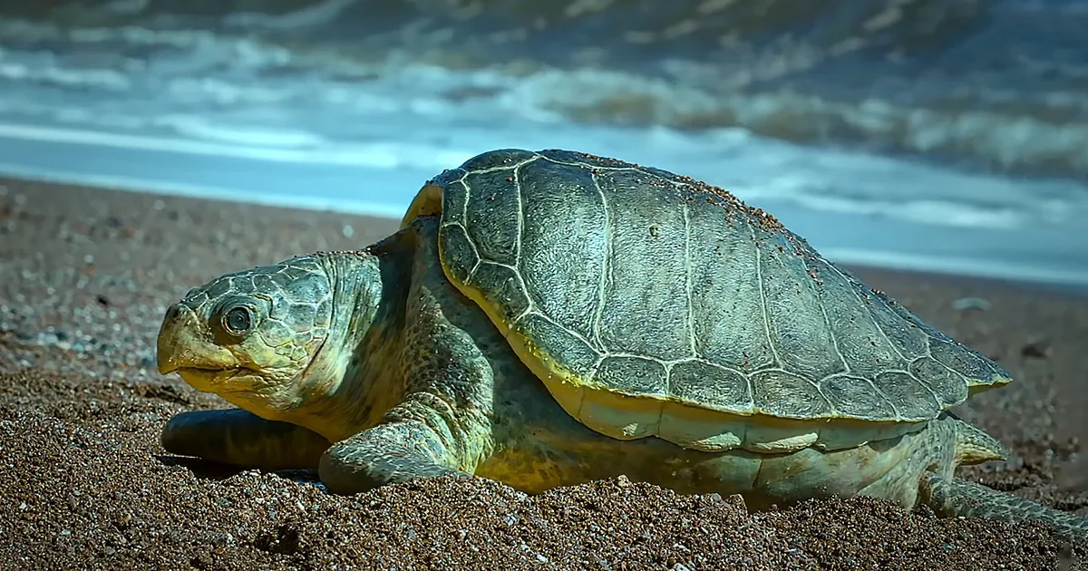 Hyper-Realistic ''Spy Turtle'' Lays Observation Eggs on Beach to Film Epic Turtle Invasion