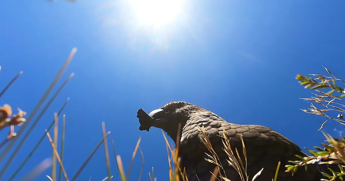 A bird perched on grass under a bright sun, with a clear blue sky in the background.