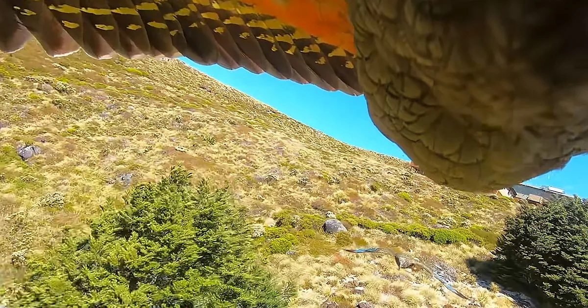 Wild Parrot Takes off With GoPro, Films Astonishing Footage of National Park