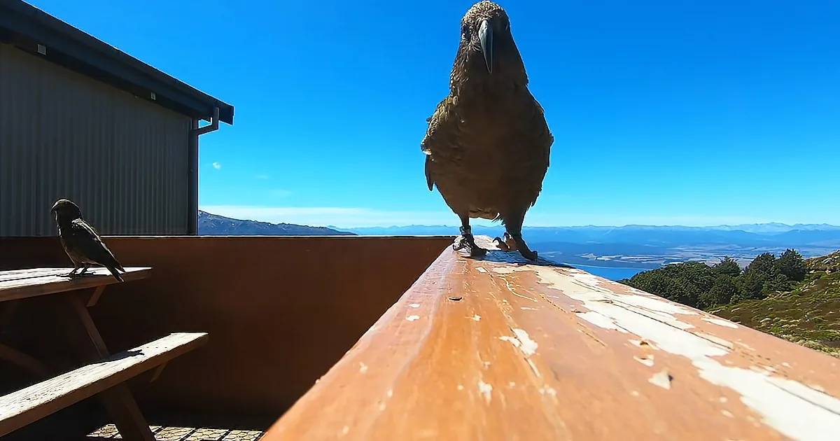 A kea bird perches on a wooden railing, with another bird nearby, against a backdrop of clear blue sky and distant mountains.