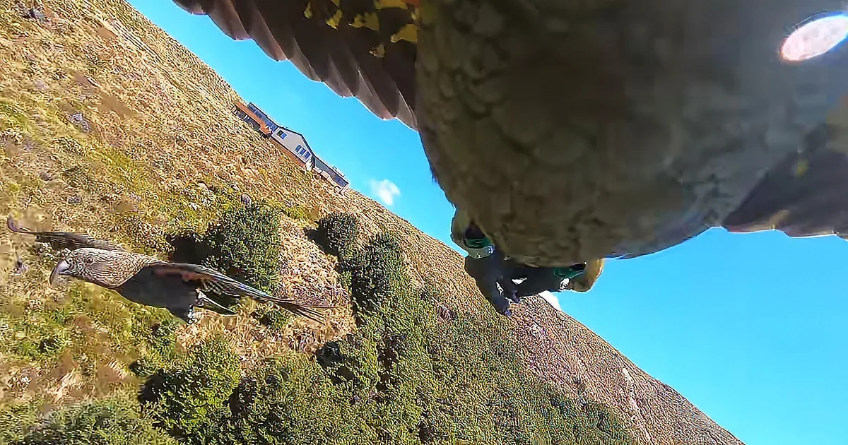A large bird, possibly a kea, is flying over a grassy hillside with a house in the background.