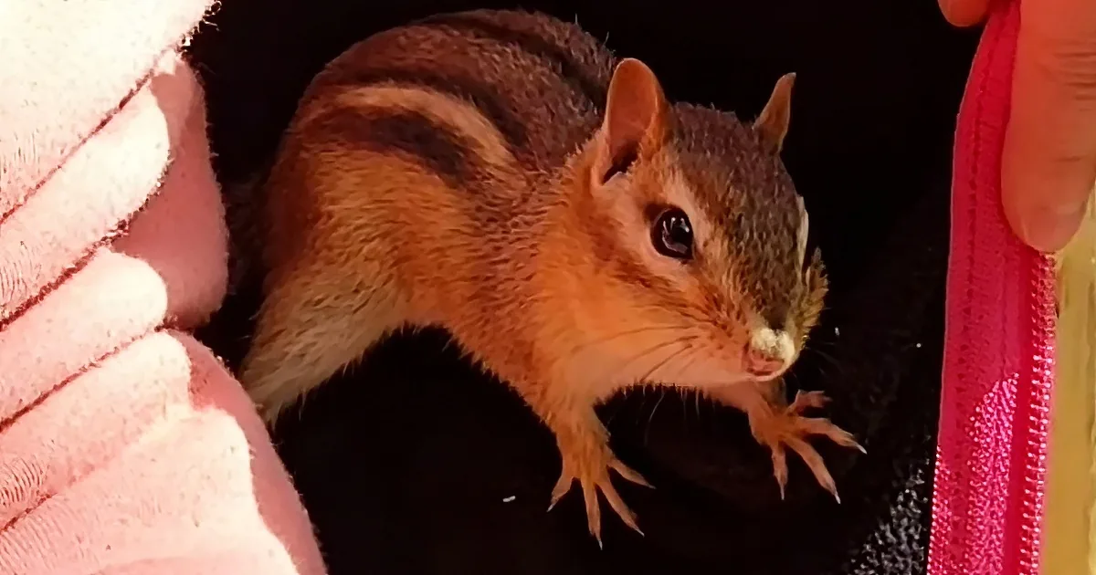 A chipmunk with orange and brown stripes sits nestled between a pink and black surface.