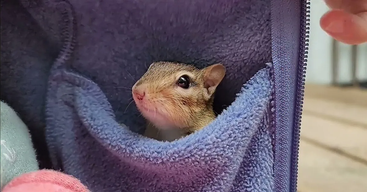 Chipmunk Has Tons of Energy, Can''t Hold Still for a Second