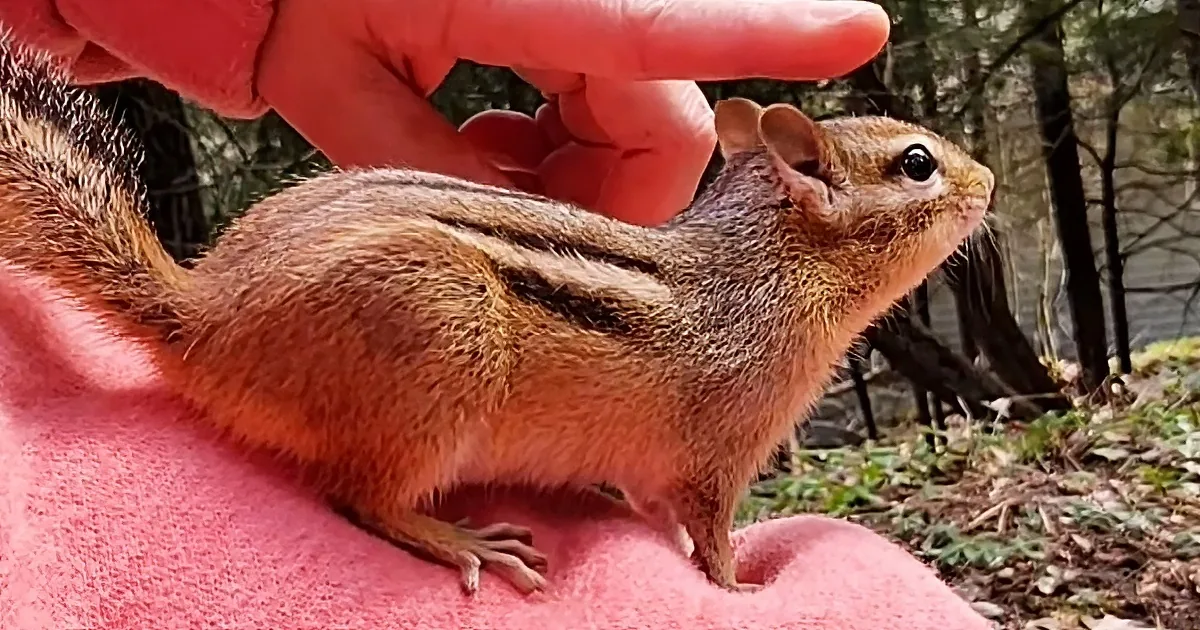 A chipmunk with striped fur sits on a pink cloth, being gently held by a person's hand.