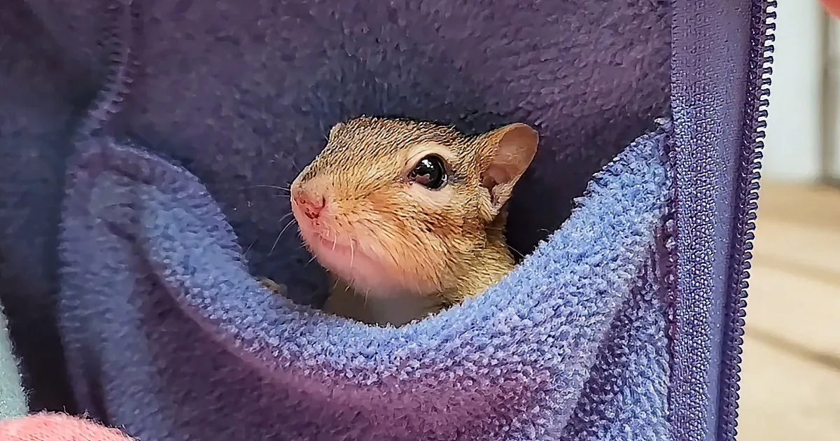 A small, light brown squirrel with a pink nose peers out from a cozy, purple fleece pocket.