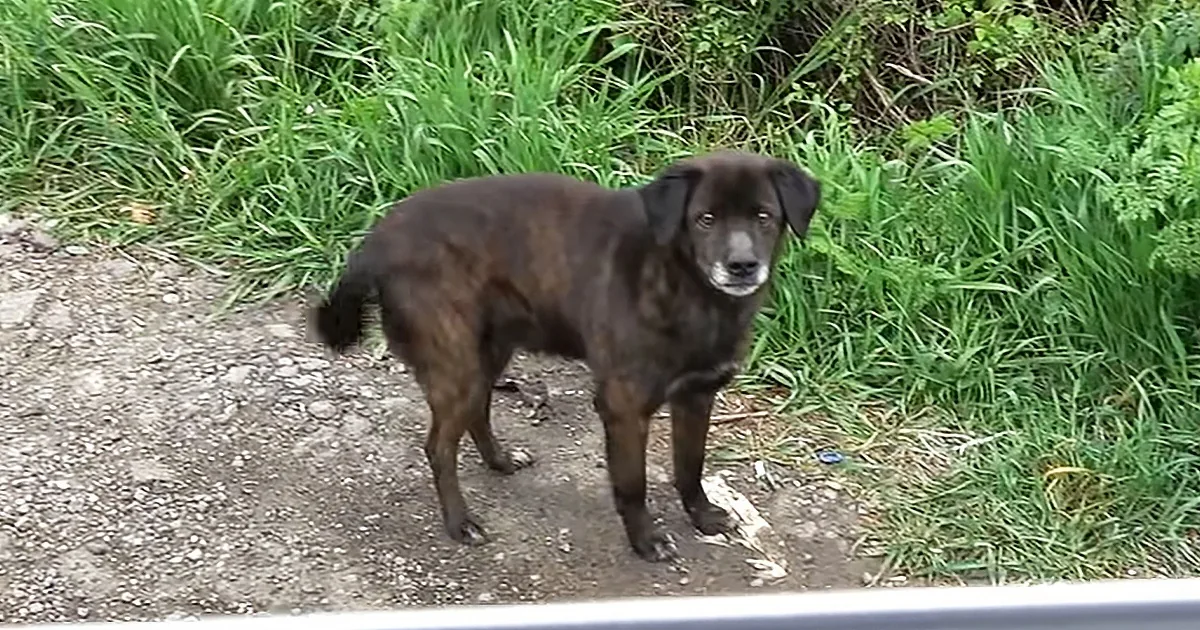 Abandoned Senior Dog Asks Rescuers to Help Him in the Nick of Time