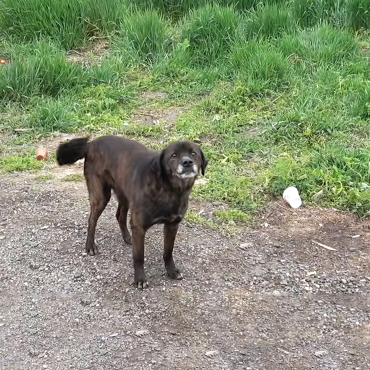 A dark brown dog stands on a gravel path near grass, looking up.