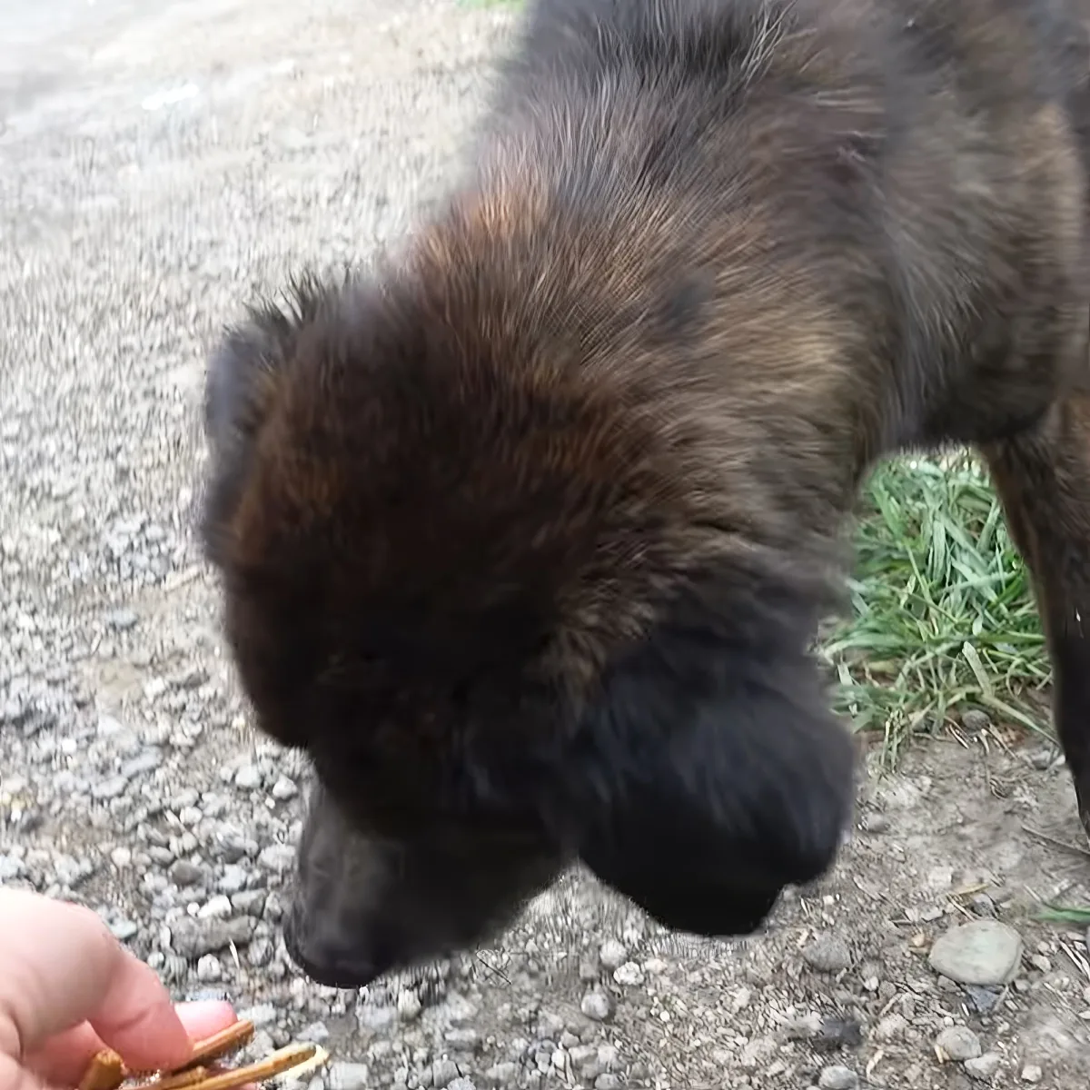 A fluffy black dog sniffs a hand holding treats on a gravel path.