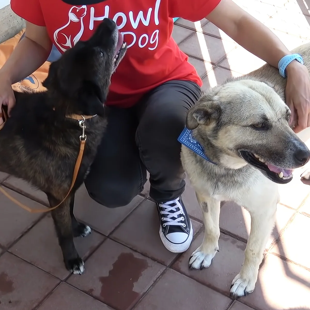A person in a "Howl Dog" shirt pets two dogs, one black and one tan, on a brick patio.