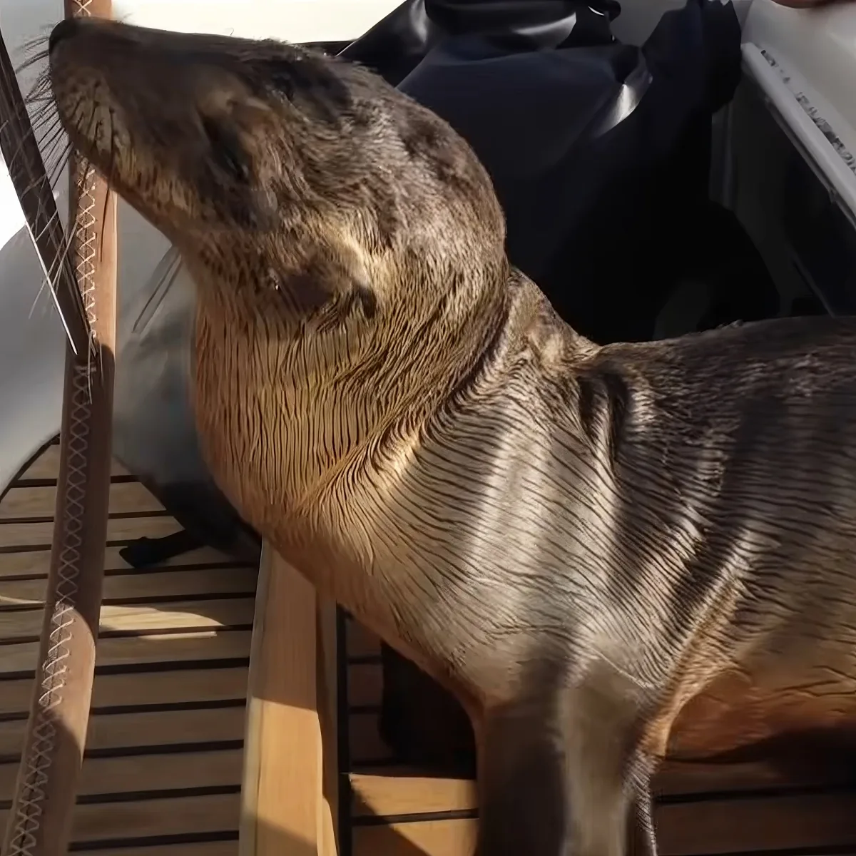 Injured sea lion