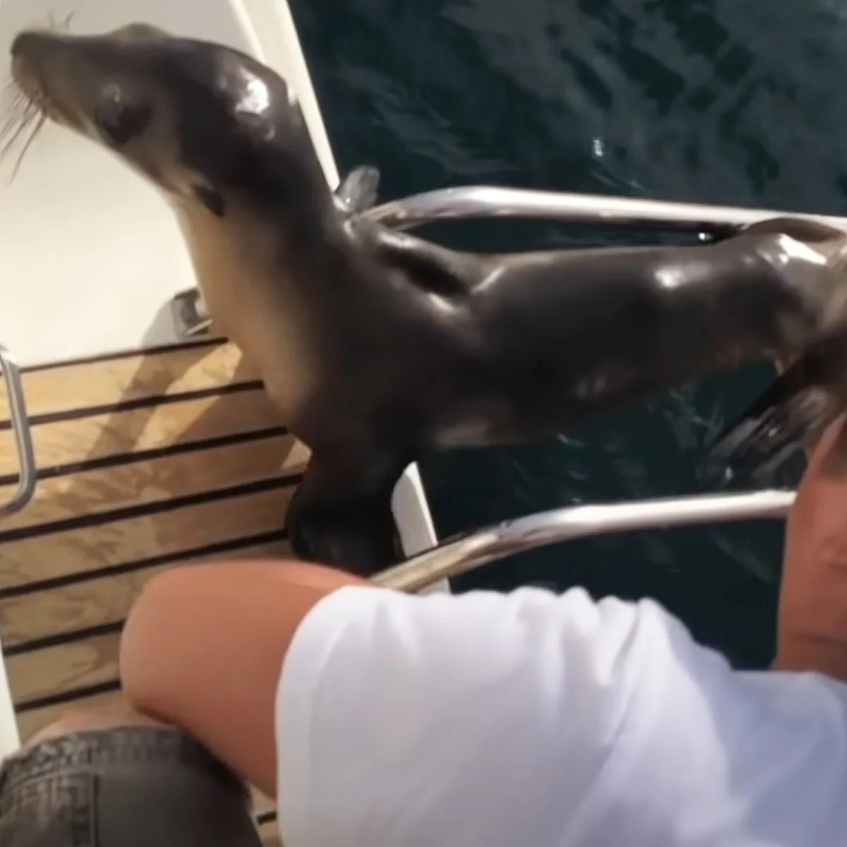 Injured sea lion