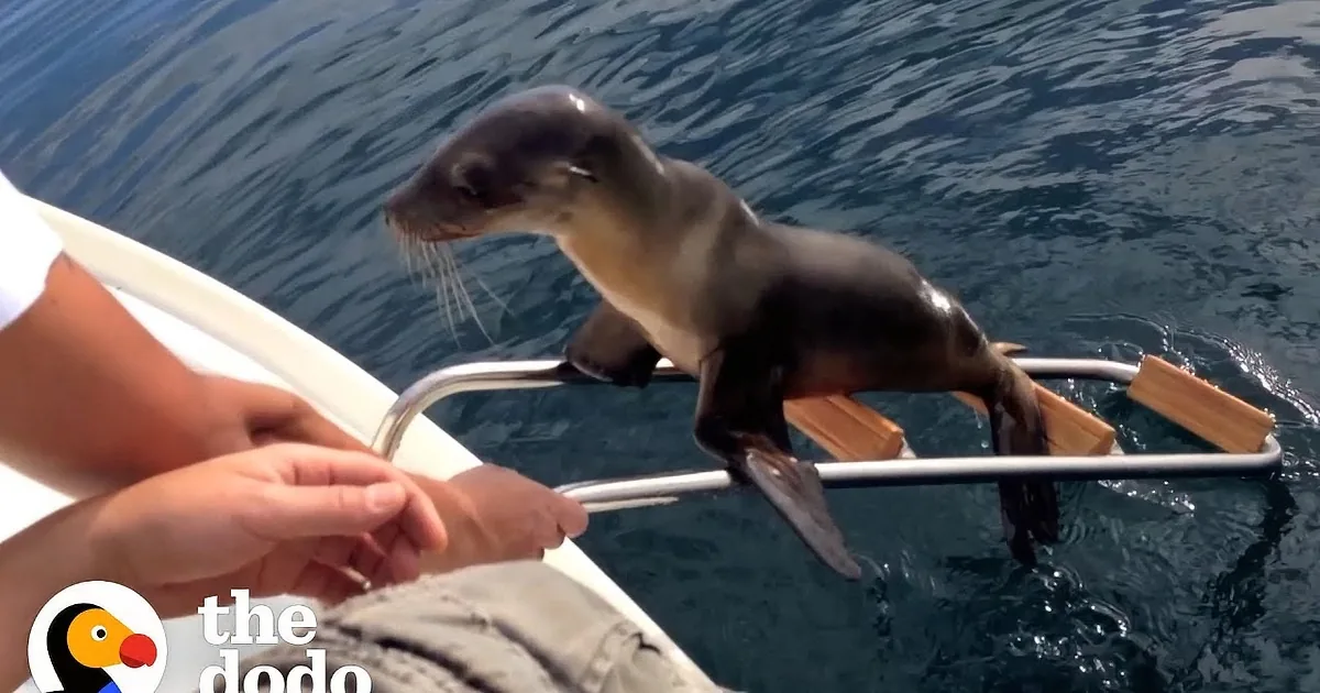A seal stands on a boat railing, reaching towards a person's hand.
