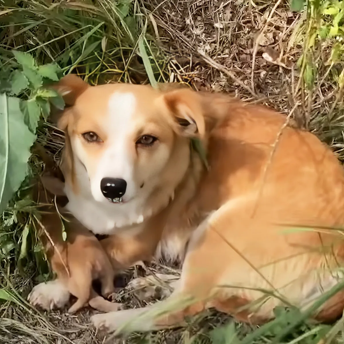 Mama dog and adorable puppies