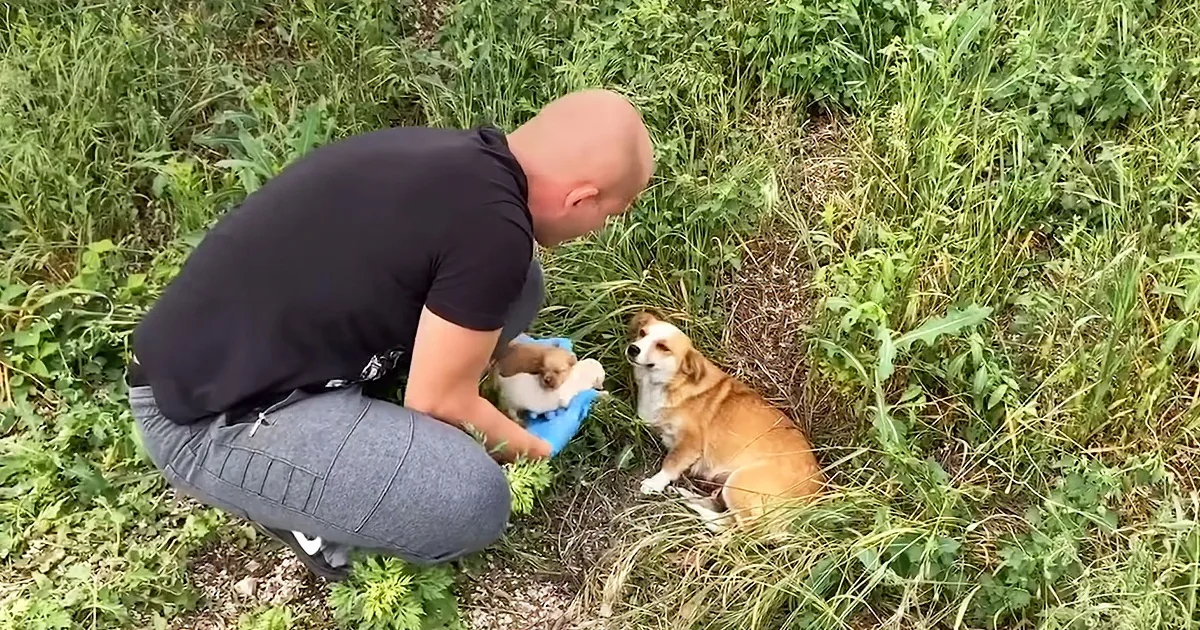 Man Rescues Trusting Mama Dog and Adorable Puppies From Roadside