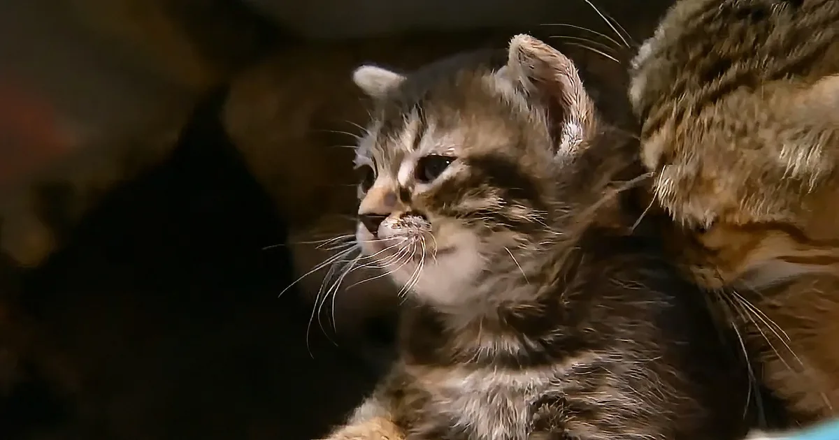A curious tabby kitten with stripes and white whiskers looks up, nestled near another cat.